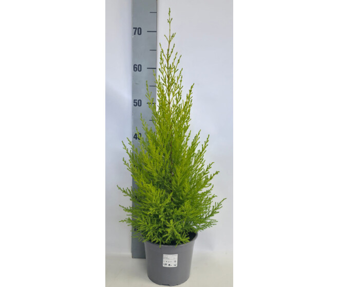 CUPRESSUS GOLD PYRAM