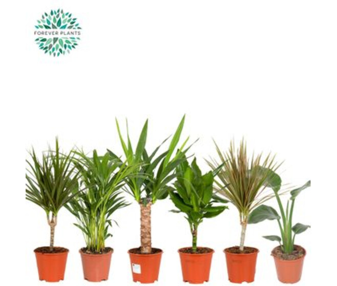 PLANTES VERTES VARIEES