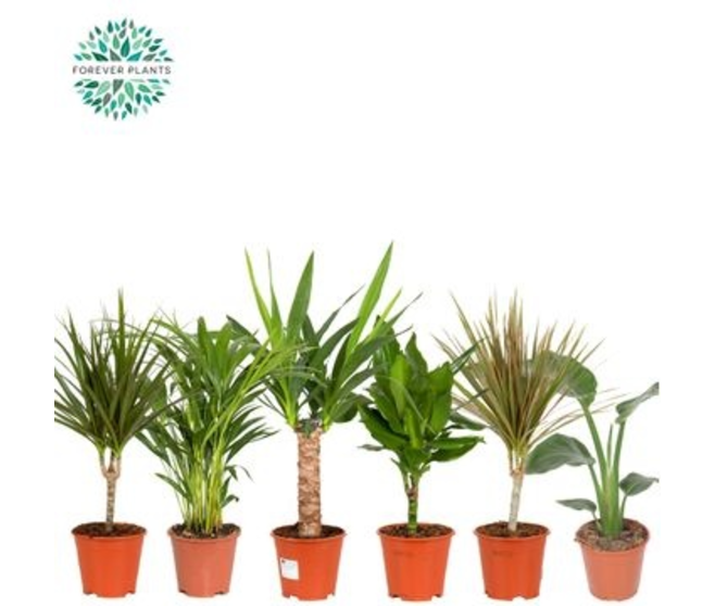 PLANTES VERTES VARIEES