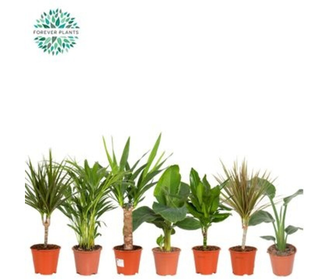 PLANTES VERTES VARIEES