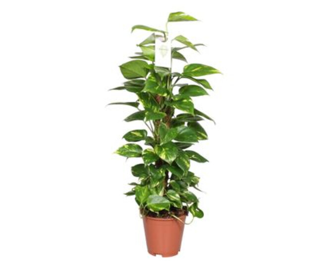 SCINDAPSUS AUREUS TM HT80