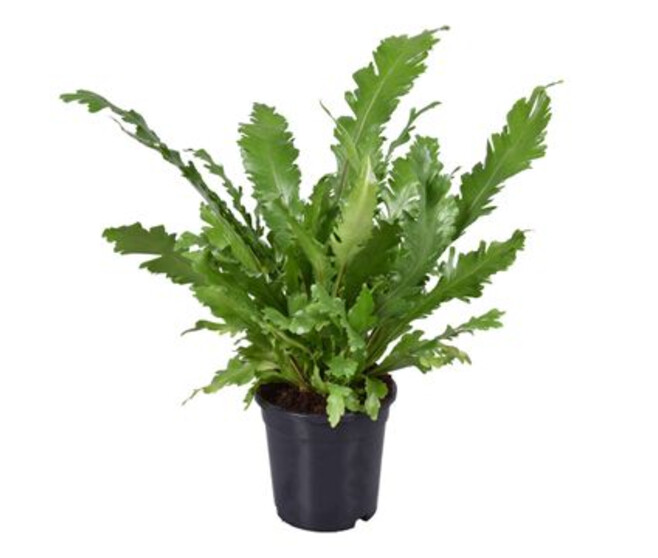 ASPLENIUM CAMPIO