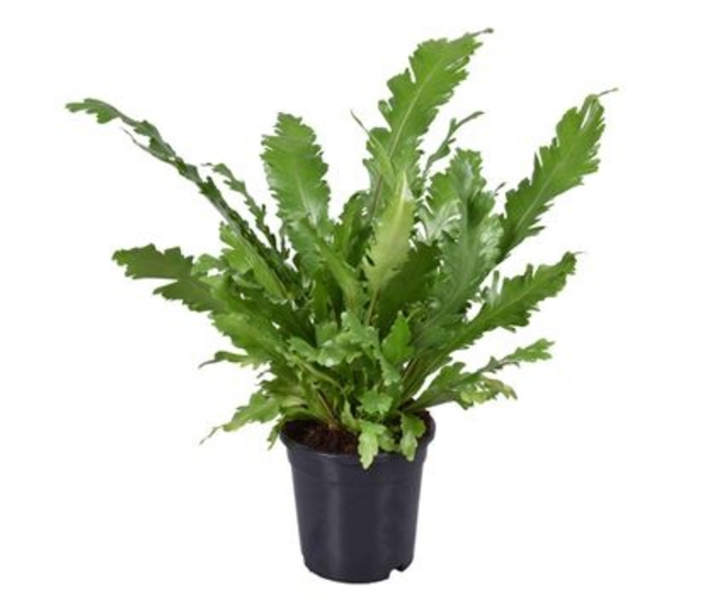 ASPLENIUM CAMPIO