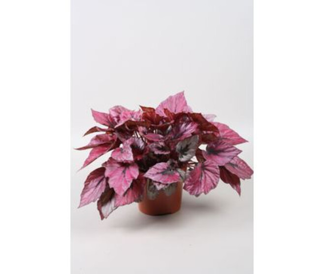 BEGONIA BELEAF INDIAN SUMMER