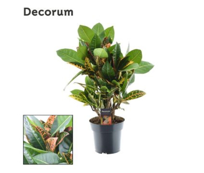 CROTON PETRA RAMIFIE DECORUM