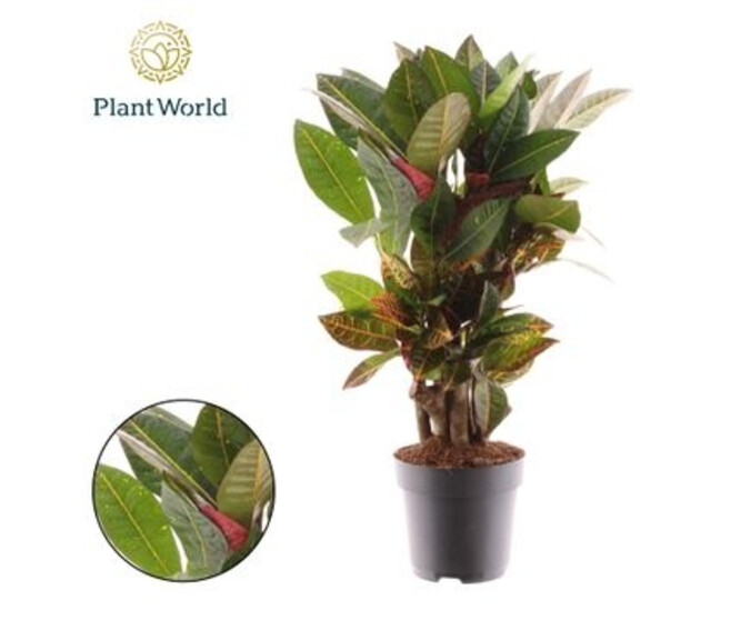 CROTON PETRA RAMIFIE DECORUM