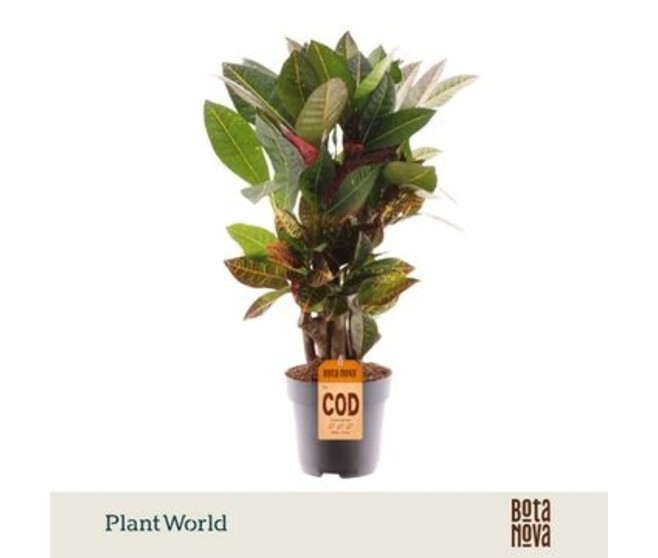CROTON PETRA RAMIFIE DECORUM