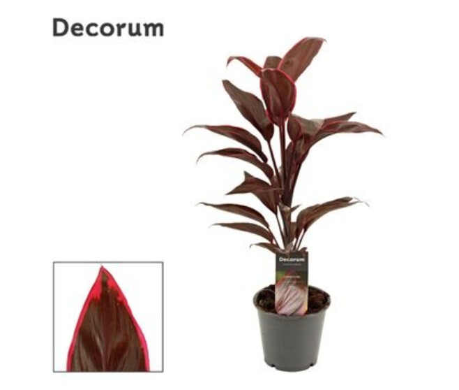 CORDYLINE MAMBO