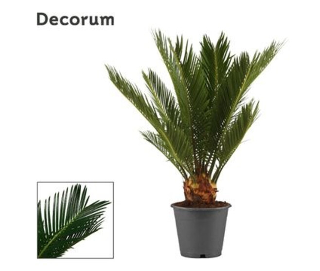 CYCAS 6FEUILLES