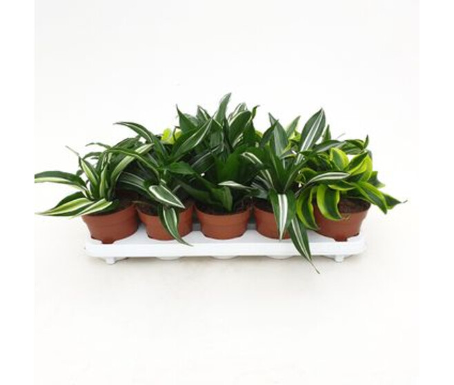 DRACAENA DRAGON VARIE