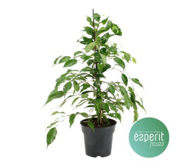 FICUS BENJAMINA DANITA