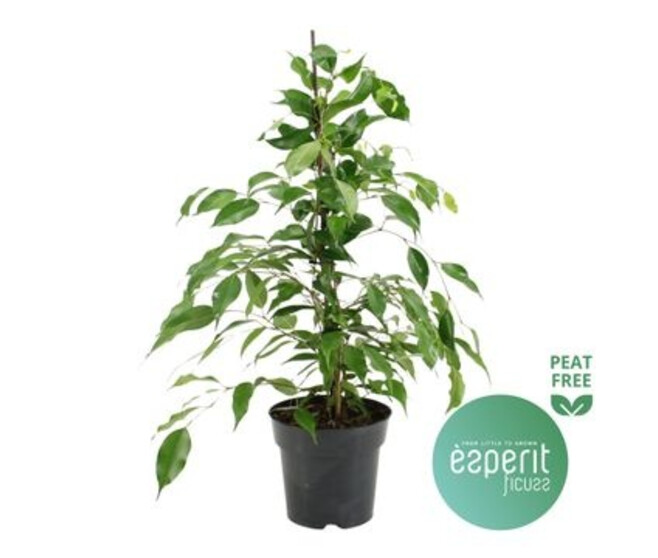 FICUS BENJAMINA DANITA