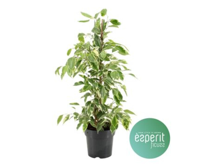 FICUS BENJAMINA GOLDEN KING