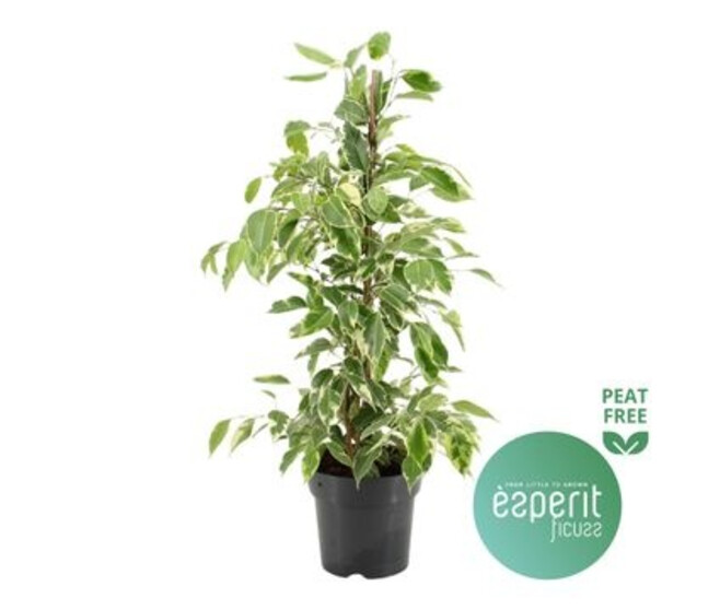 FICUS BENJAMINA GOLDEN KING