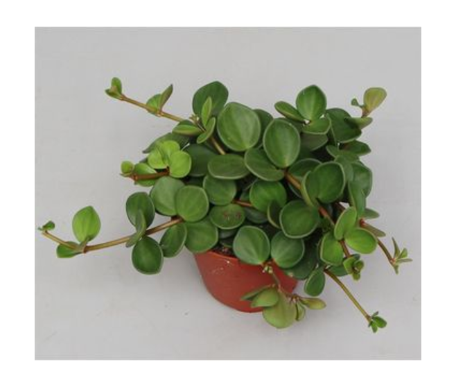 PEPEROMIA HOPE