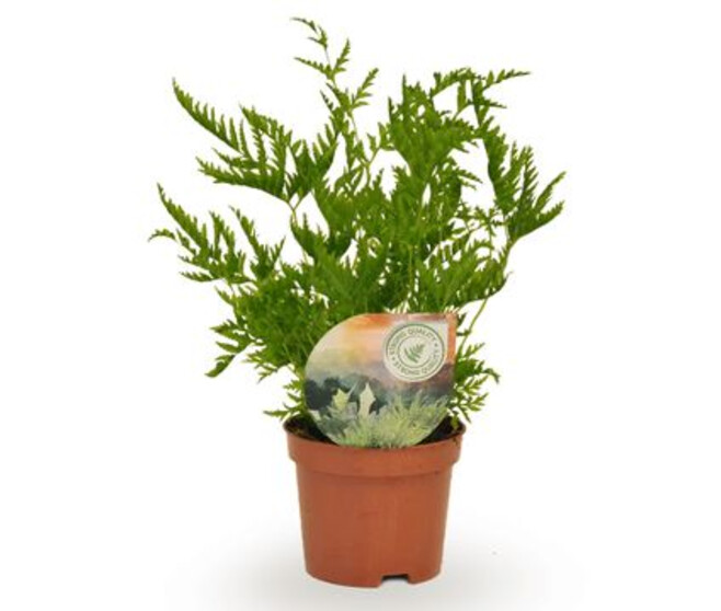 PTERIS STRAMINEA