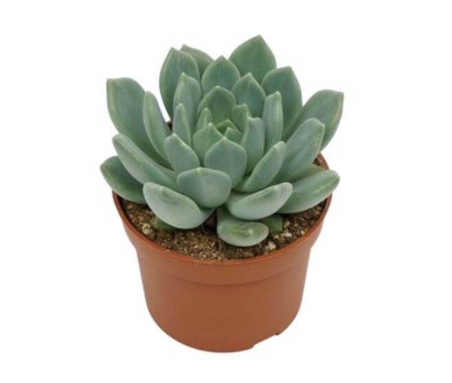PACHYVERIA CORVUS