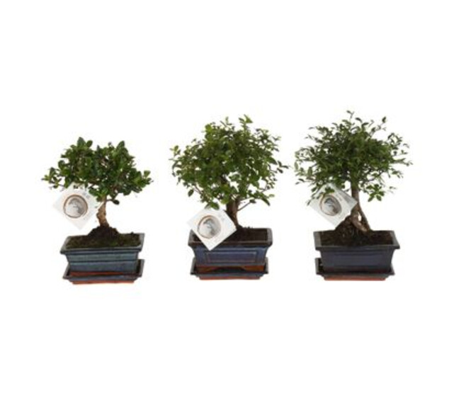 BONSAI VARIE BOULE CERAM
