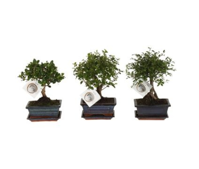 BONSAI VARIE BOULE CERAM