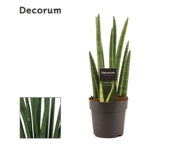 SANSEVIERIA CYLINDRICA