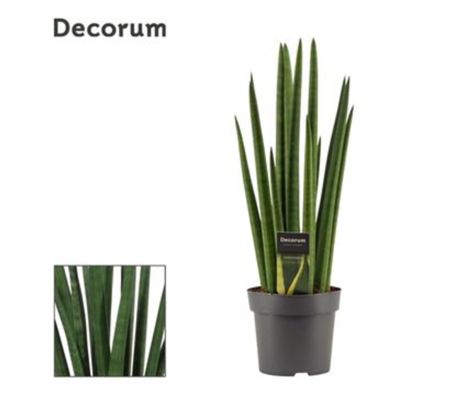 SANSEVIERIA CYLINDRICA