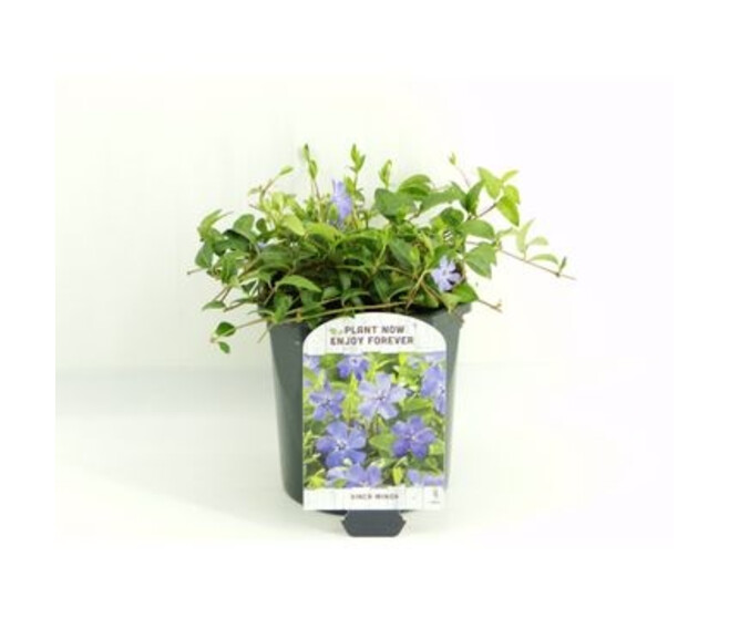 CATHARANTHUS VINCA