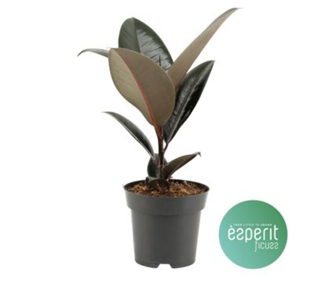 FICUS ABIDJAN