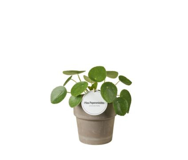 PILEA PEPEROMOIDES P TERRACOTTA