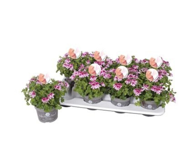 PELARGONIUM GRANDIFLORUM ANGEL ODORANT