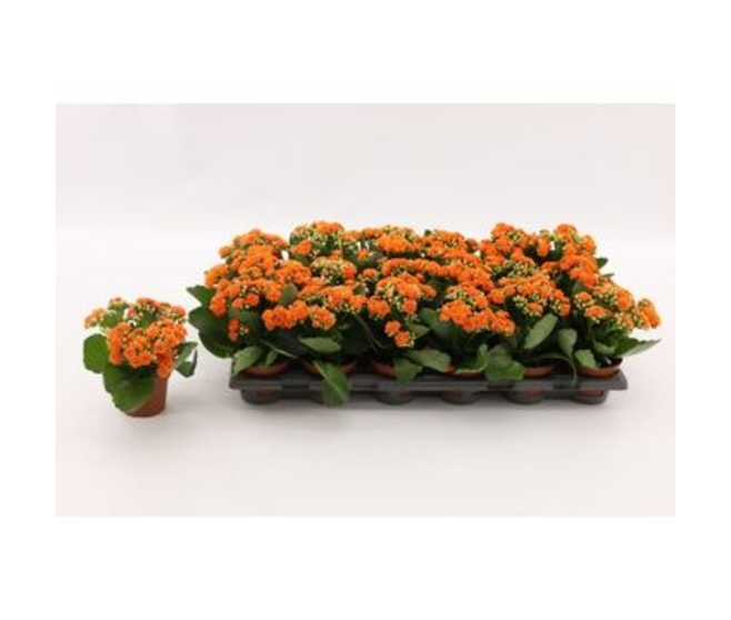 KALANCHOE FL DBLE ORANGE