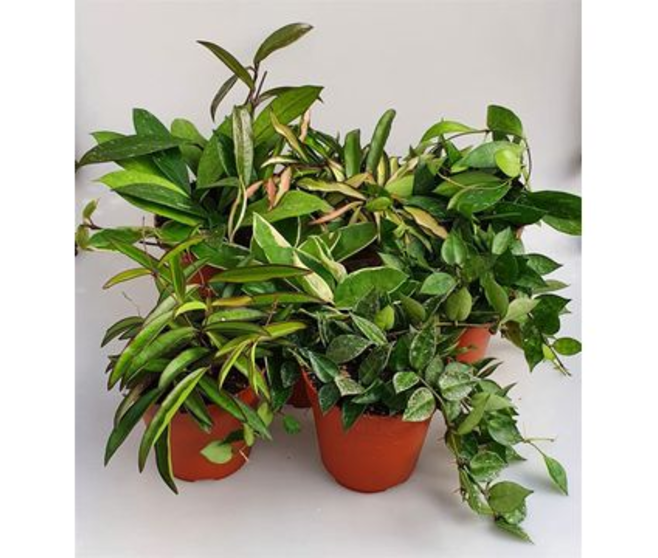 HOYA CARNOSA VARIE 4PP