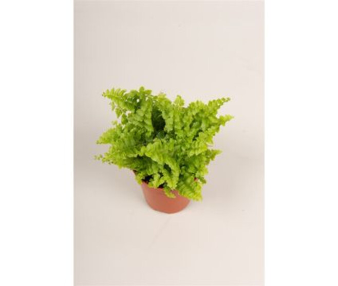 NEPHROLEPIS GREEN FANTASY