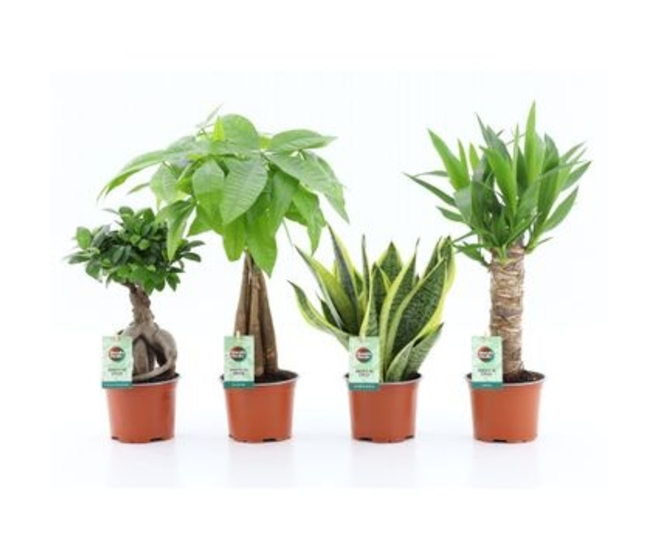 PLANTES VERTES VARIEES