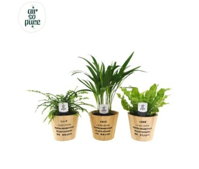 PLANTES VERTES VARIEES P BOIS DECO
