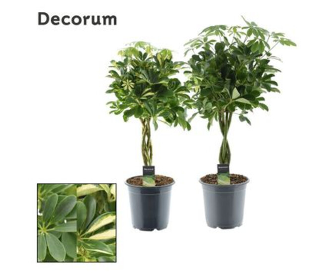 SCHEFFLERA VARIE TRESSE TIGE