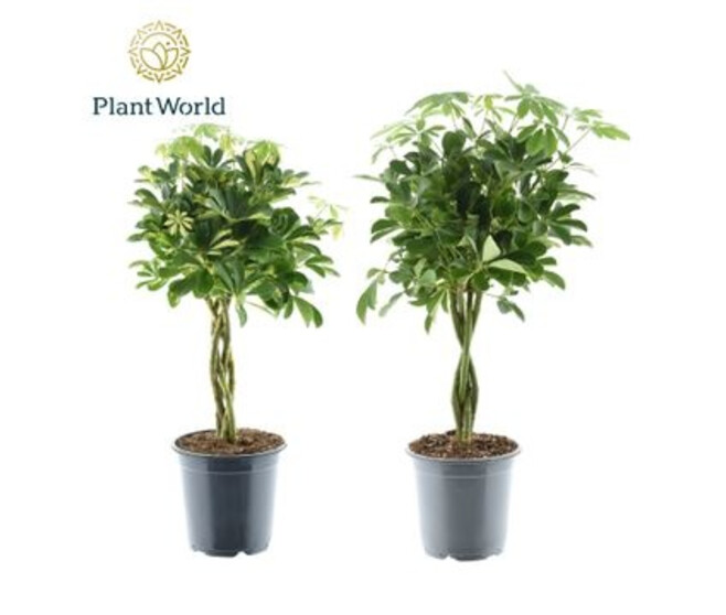 SCHEFFLERA VARIE TRESSE TIGE