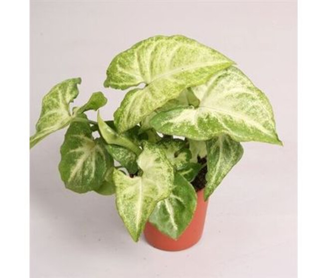 SYNGONIUM WHITE BUTTERFLY