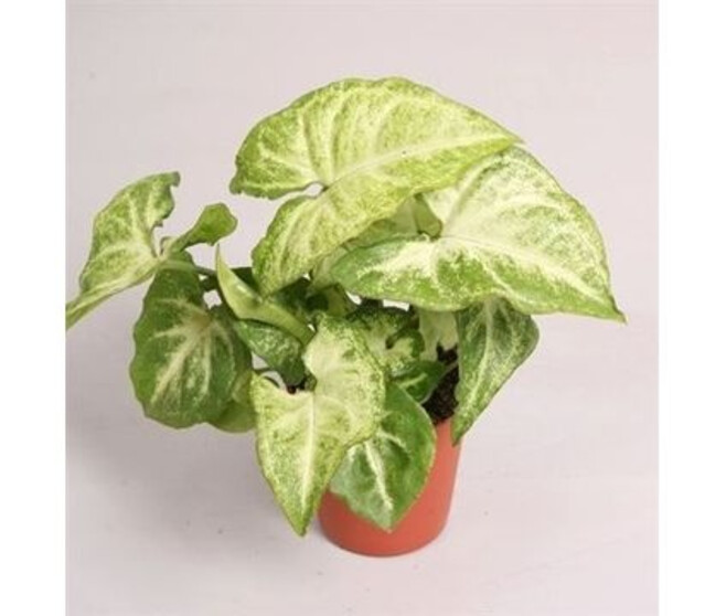 SYNGONIUM WHITE BUTTERFLY
