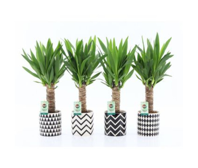 YUCCA CERAM