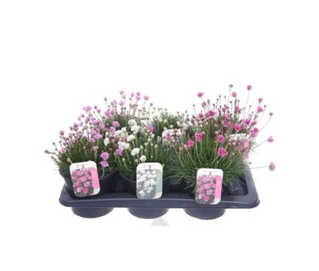 ARMERIA MARITIMA VARIE