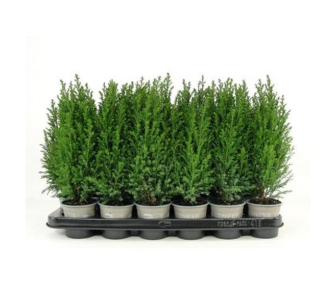 CHAMAECYPARIS ELWOODII