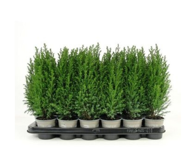 CHAMAECYPARIS ELWOODII