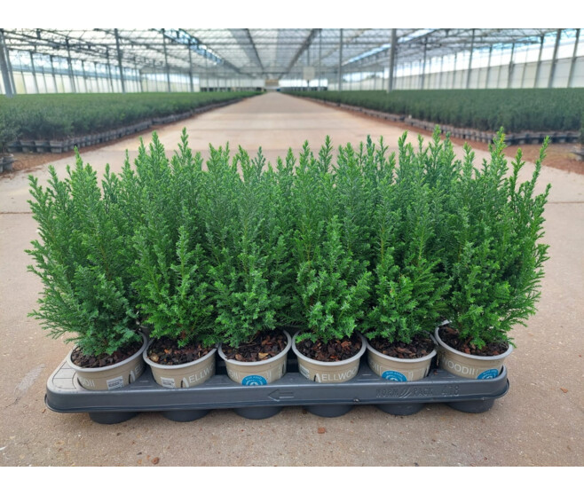 CHAMAECYPARIS ELWOODII