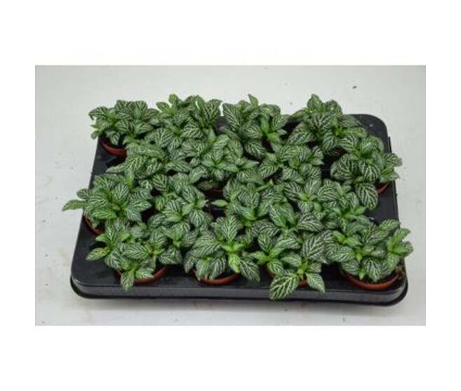 FITTONIA MARBLE GREEN
