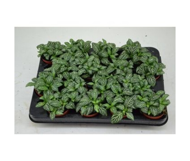 FITTONIA MARBLE GREEN
