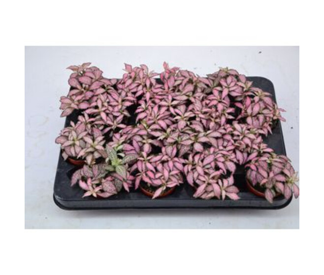 FITTONIA PINK FOREST FLAME