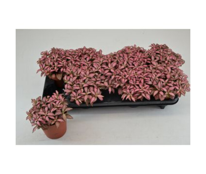 FITTONIA PINK FOREST FLAME