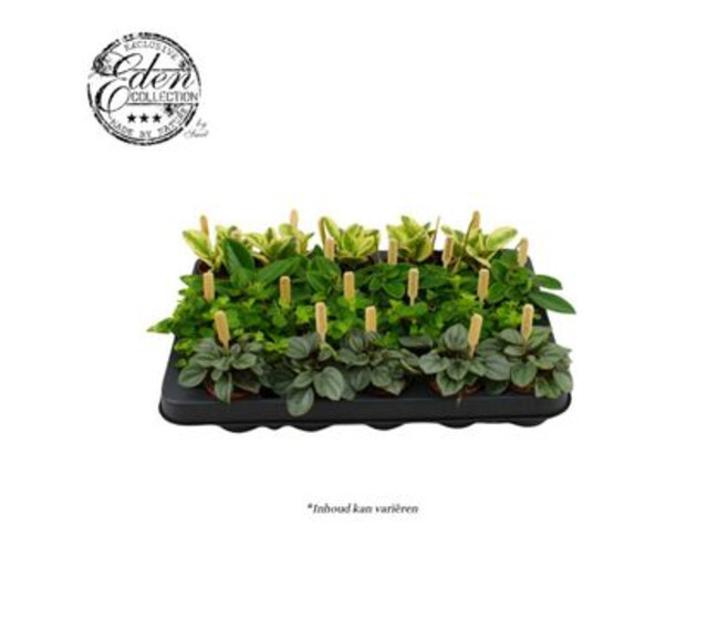 PEPEROMIA VARIE
