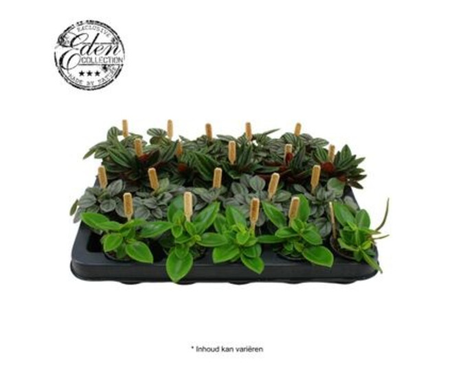 PEPEROMIA VARIE