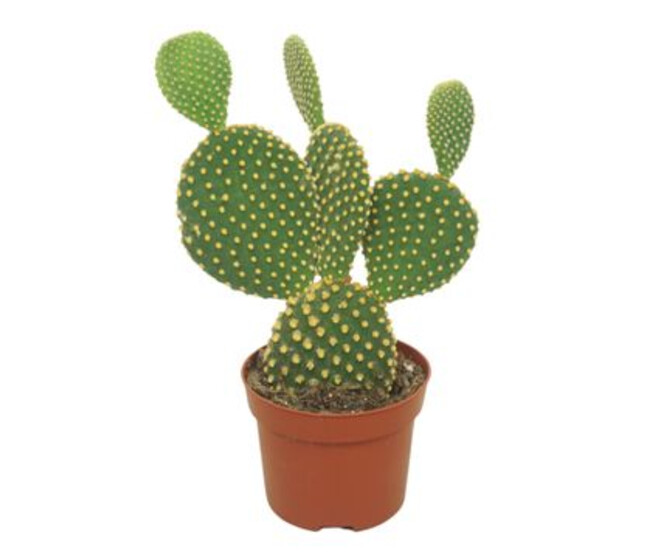 CACTUS OPUNTIA MICRODASYS
